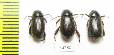 Rutelinae sp.  Ethiopia - INSECTS-STORE.RU