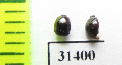 Myrmetes piceus  Russia, Tver reg. - INSECTS-STORE.RU