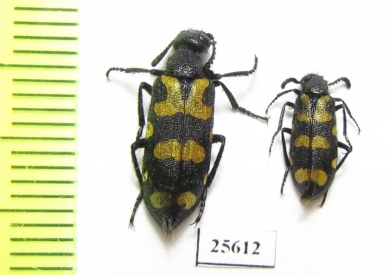 Meloidae sp.  South Africa Rep. - INSECTS-STORE.RU