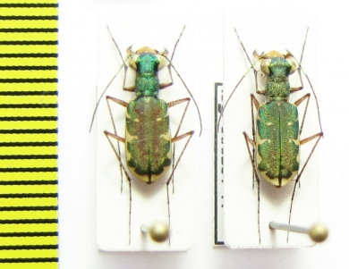 Myriochila sp.  Congo - INSECTS-STORE.RU