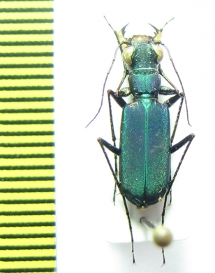 Calomera sp.  Thailand - INSECTS-STORE.RU