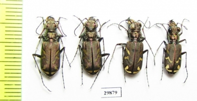 Cicindela nordmanni pannonica, pair  Ukraina - INSECTS-STORE.RU