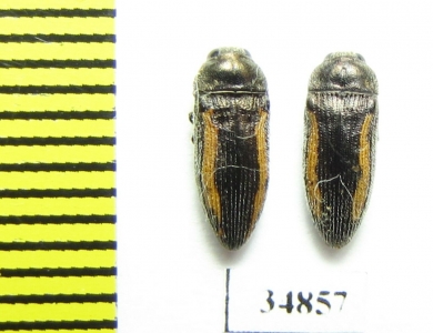 Acmaeodera flavolineata  Turkey - INSECTS-STORE.RU