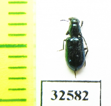 Korynetes ? caeruleus  Poland - INSECTS-STORE.RU