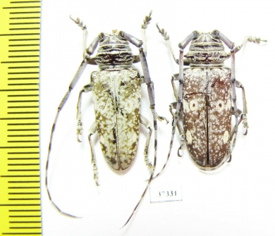 Prosopocera sp., pair  South Africa Rep. - INSECTS-STORE.RU
