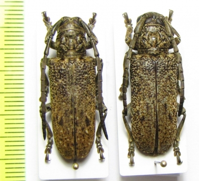 Homelix cribratipennis, pair  Togo - INSECTS-STORE.RU