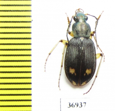 Carabidae sp.  Zambia - INSECTS-STORE.RU