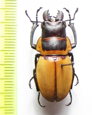 Odontolabis brookeana  Malaysia, Borneo - INSECTS-STORE.RU
