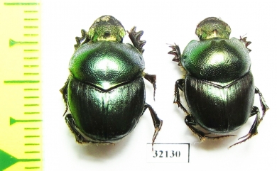 Proagoderus chalcostolus  South Africa Rep. - INSECTS-STORE.RU