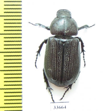 Cryptodus foveatus  Australia - INSECTS-STORE.RU