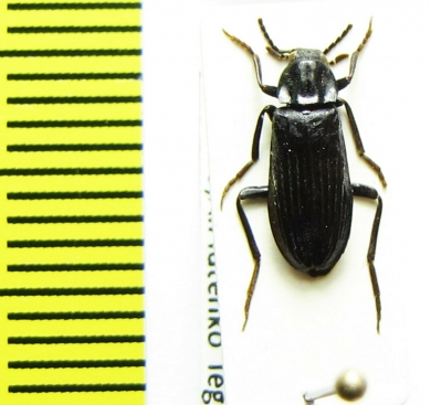 Melandrya ? dubia  Russia, Far East - INSECTS-STORE.RU