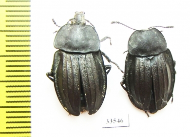 Silpha perforata  Russia, Far East - INSECTS-STORE.RU