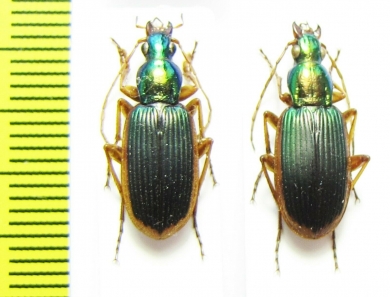 Carabidae sp.  South Africa Rep. - INSECTS-STORE.RU