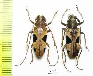 Epepeotes lateralis  Malaysia, Borneo - INSECTS-STORE.RU