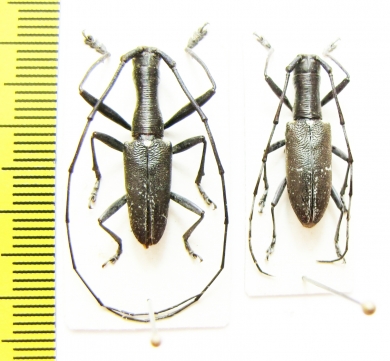 Gnoma sp., pair  Indonesia, Sulawesi - INSECTS-STORE.RU