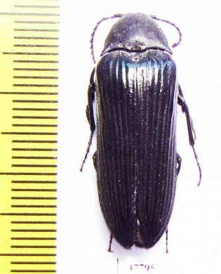 Cephalodendron sp.  Madagascar 30mm - INSECTS-STORE.RU