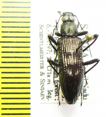 Tenebrionidae sp.  India - INSECTS-STORE.RU