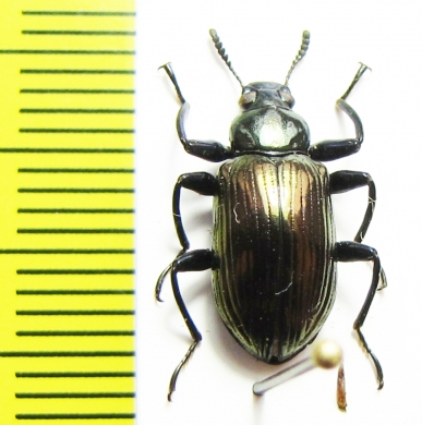 Tenebrionidae sp.  Indonesia, Sulawesi - INSECTS-STORE.RU