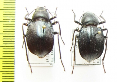 Platyesia karelini  Uzbekistan - INSECTS-STORE.RU