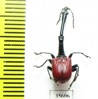 Trachelophorus giraffa  Madagascar - INSECTS-STORE.RU