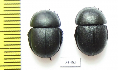 Thorectes escorialensis  Spain - INSECTS-STORE.RU