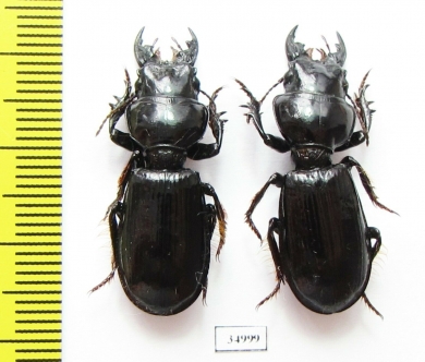 Scarites bucida  Kazakhstan - INSECTS-STORE.RU