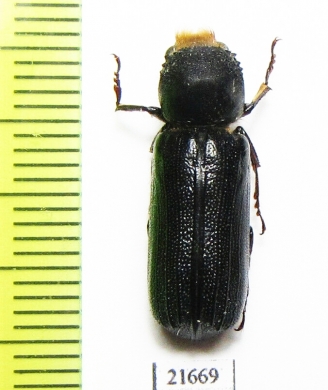 Bostrichidae sp.  South Africa Rep. - INSECTS-STORE.RU