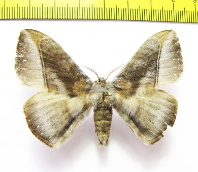 Lasiocampidae sp.?  Malaysia - INSECTS-STORE.RU