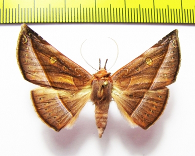 Noctuidae sp.  Peru - INSECTS-STORE.RU