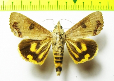 Noctuidae sp.  Bolivia - INSECTS-STORE.RU