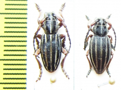 Dorcadion septemlineatum, pair  Turkey - INSECTS-STORE.RU