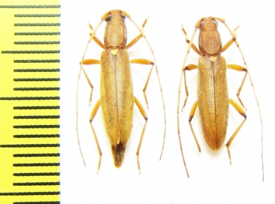 Cerambycidae sp., pair  Ecuador - INSECTS-STORE.RU