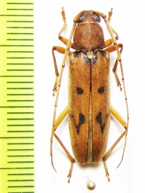 Achryson surinamum  Peru - INSECTS-STORE.RU