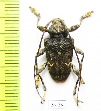 Cerambycidae sp.  Costa Rica - INSECTS-STORE.RU