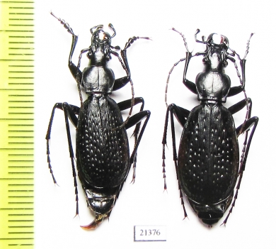 Carabus (Tribax) biebersteini ingush, pair  Russia, S.Ossetia reg. - INSECTS-STORE.RU