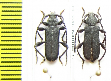 Ropalopus macropus, pair  Russia, Krasnodar reg. - INSECTS-STORE.RU