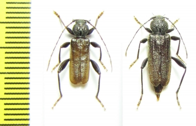 Callidium coriaceum, pair  Russia, Tver reg. - INSECTS-STORE.RU