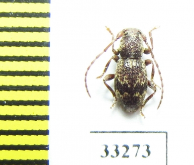 Parmena pontocircassica  Russia, Krasnodar reg. - INSECTS-STORE.RU