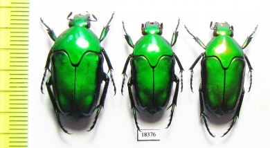 Cetoniinae sp.  Indonesia, Aru isl. - INSECTS-STORE.RU