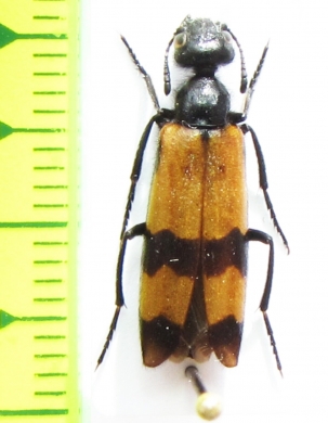 Meloidae sp.  Armenia - INSECTS-STORE.RU