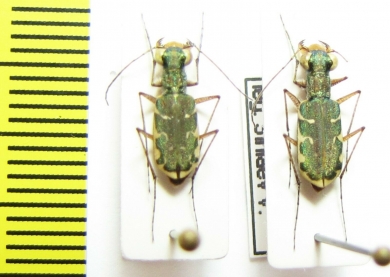 Myriochila sp.  Congo - INSECTS-STORE.RU