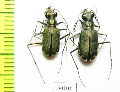 Cicindela trifasciata sigmoidea, pair  USA - INSECTS-STORE.RU