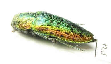 Lamprodila rutilans  Moldova - INSECTS-STORE.RU