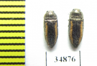 Acmaeodera flavolineata  Turkey - INSECTS-STORE.RU