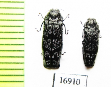 Coraebus spathatus  Laos - INSECTS-STORE.RU