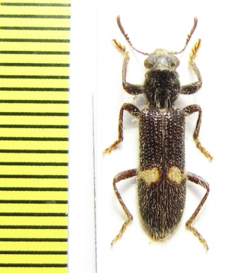 Cleridae sp. Malawi - INSECTS-STORE.RU