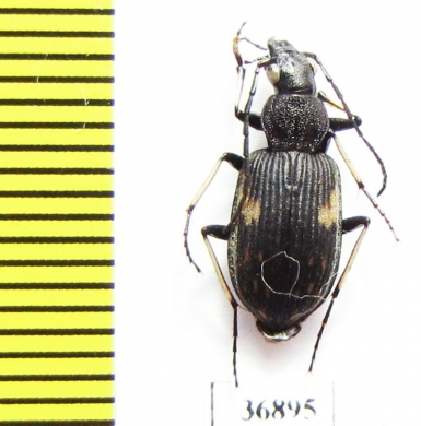 Carabidae sp.  Zambia - INSECTS-STORE.RU