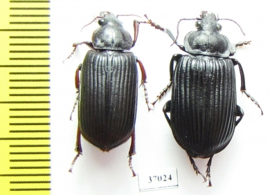 Carabidae sp.  South Africa Rep. - INSECTS-STORE.RU
