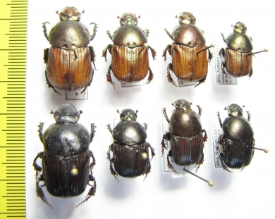 Onitis sp.  South Africa Rep., Gabon - INSECTS-STORE.RU