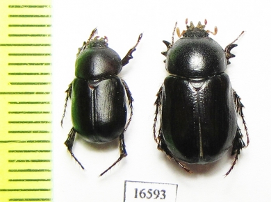 Pycnoschema prostome, pair  Namibia - INSECTS-STORE.RU